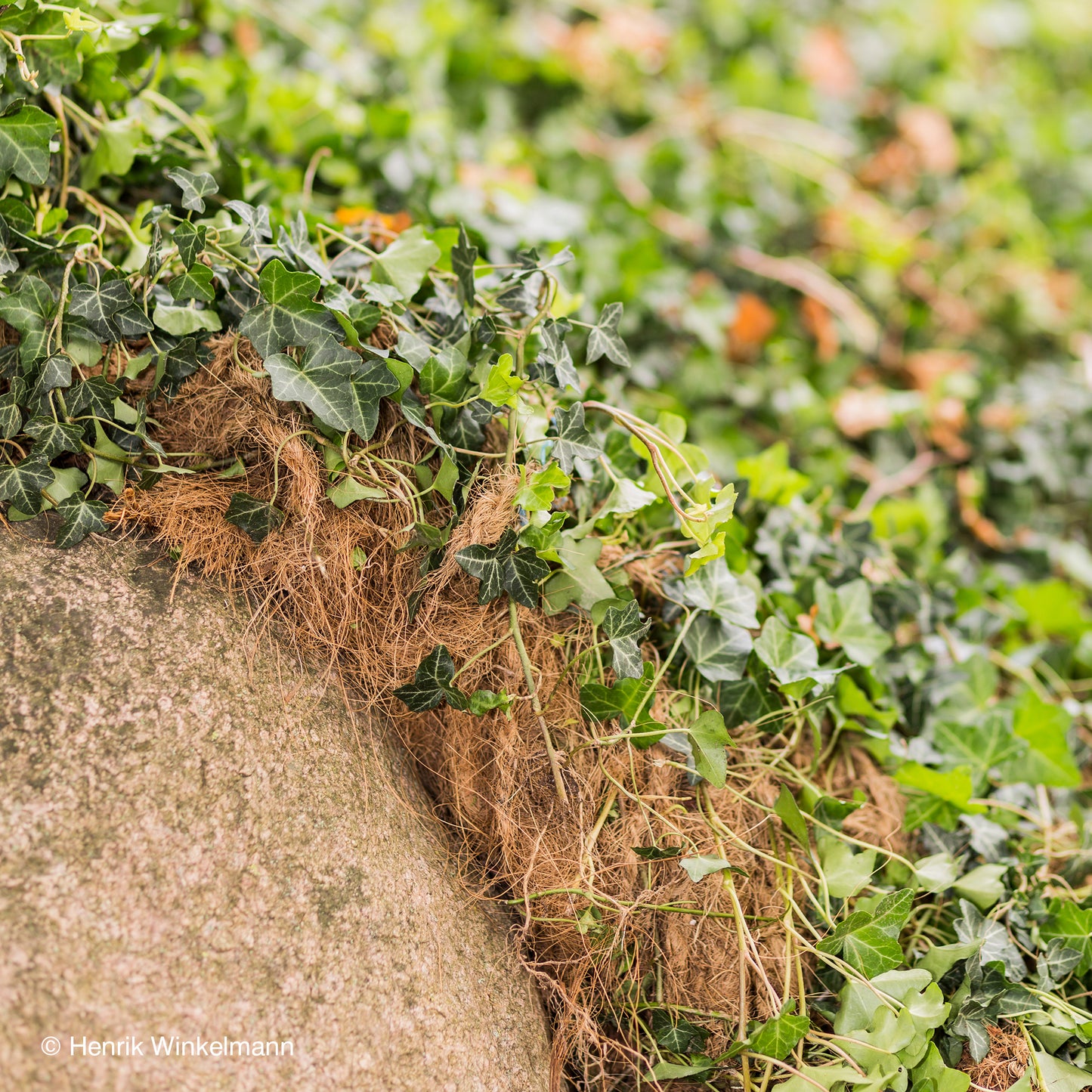 Bodendecker am laufenden Meter® Standardmatte Set - Hedera helix