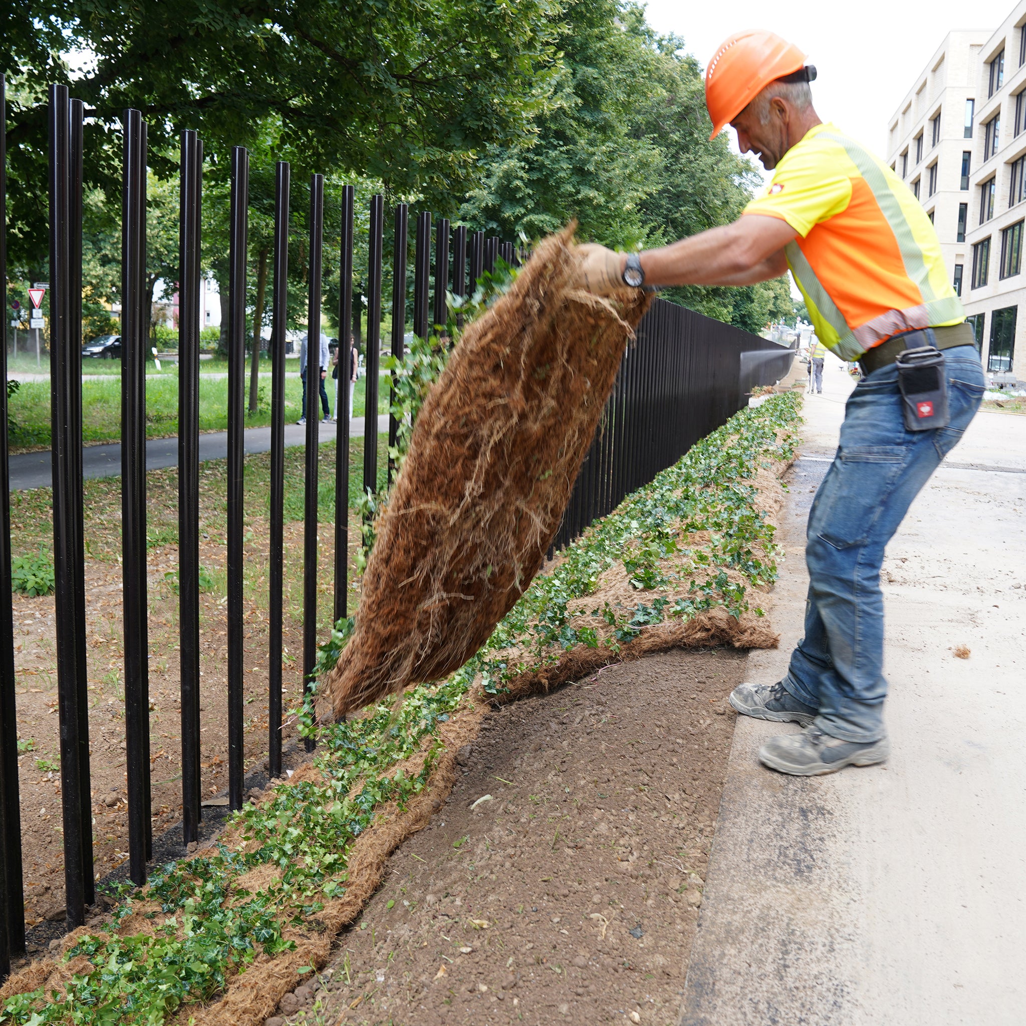 Bodendecker am laufenden Meter® Standardmatte Set - Hedera helix