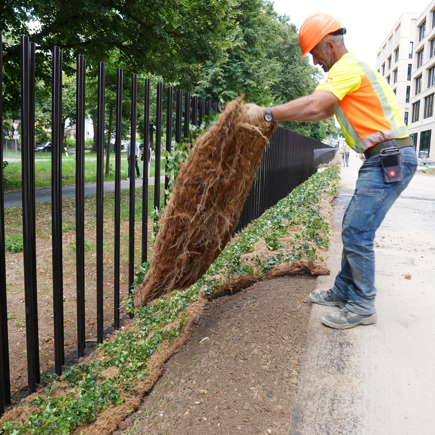 Bodendecker am laufenden Meter® Standardmatte Set - Hedera helix