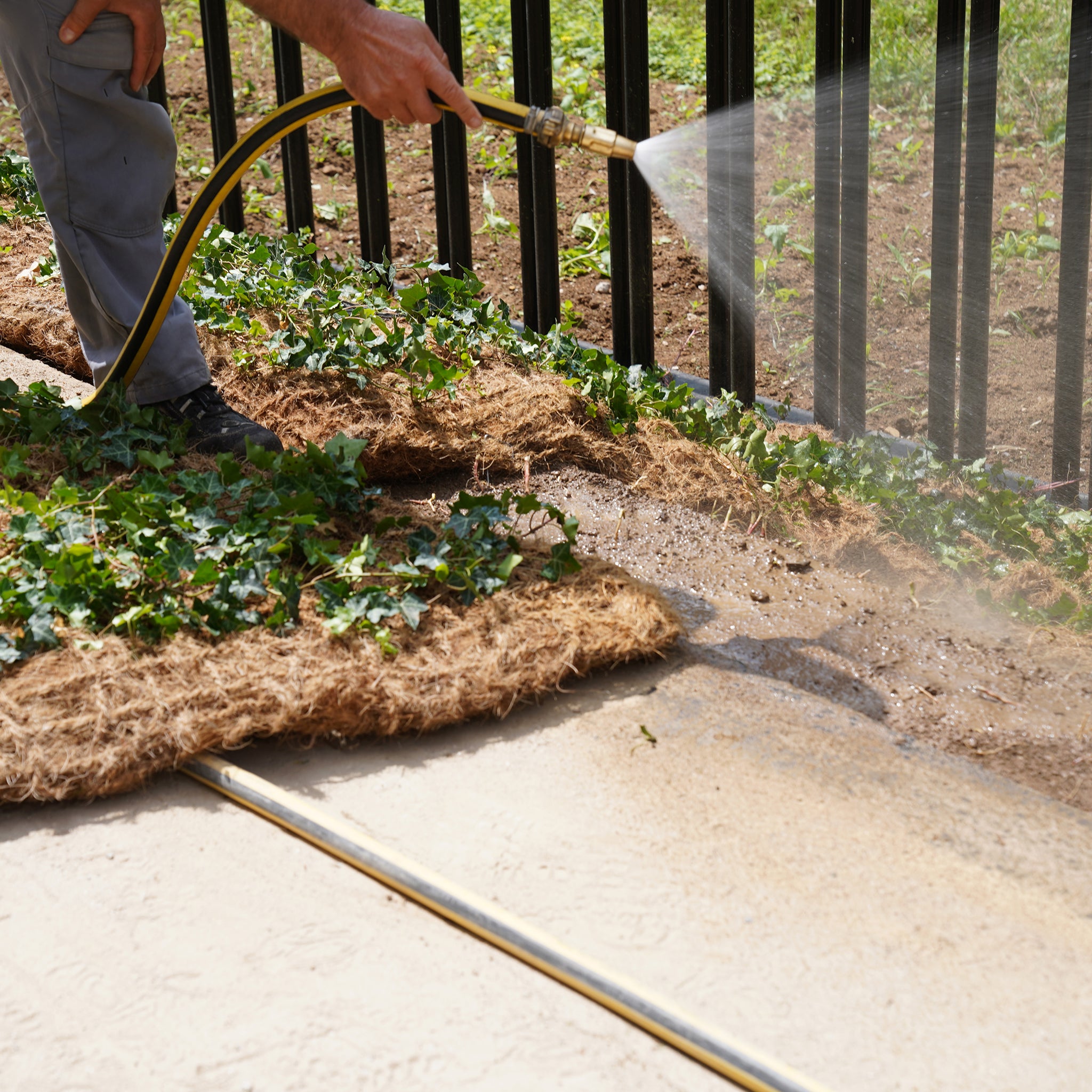 Bodendecker am laufenden Meter® Standardmatte Set - Hedera helix