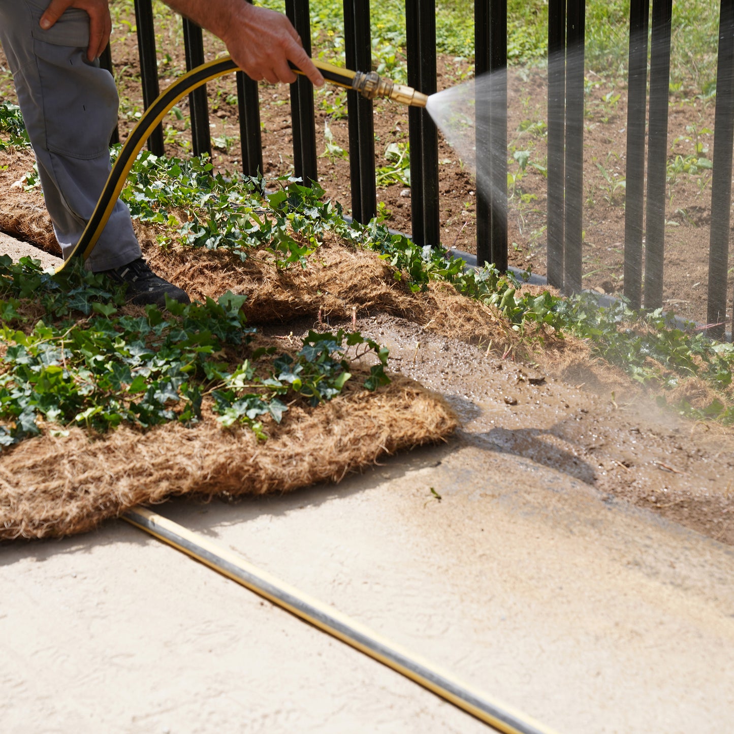 Bodendecker am laufenden Meter® Standardmatte Set - Hedera helix