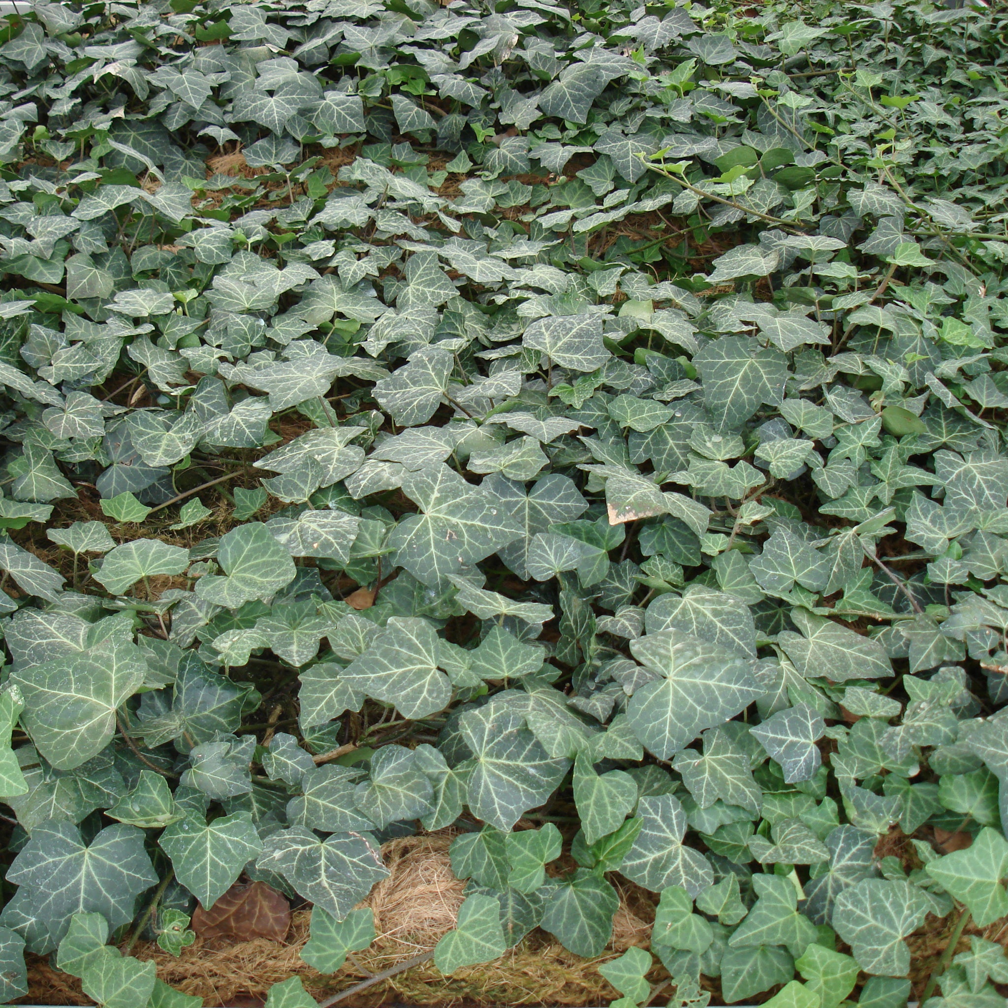 Bodendecker am laufenden Meter® mit Hedera helix
