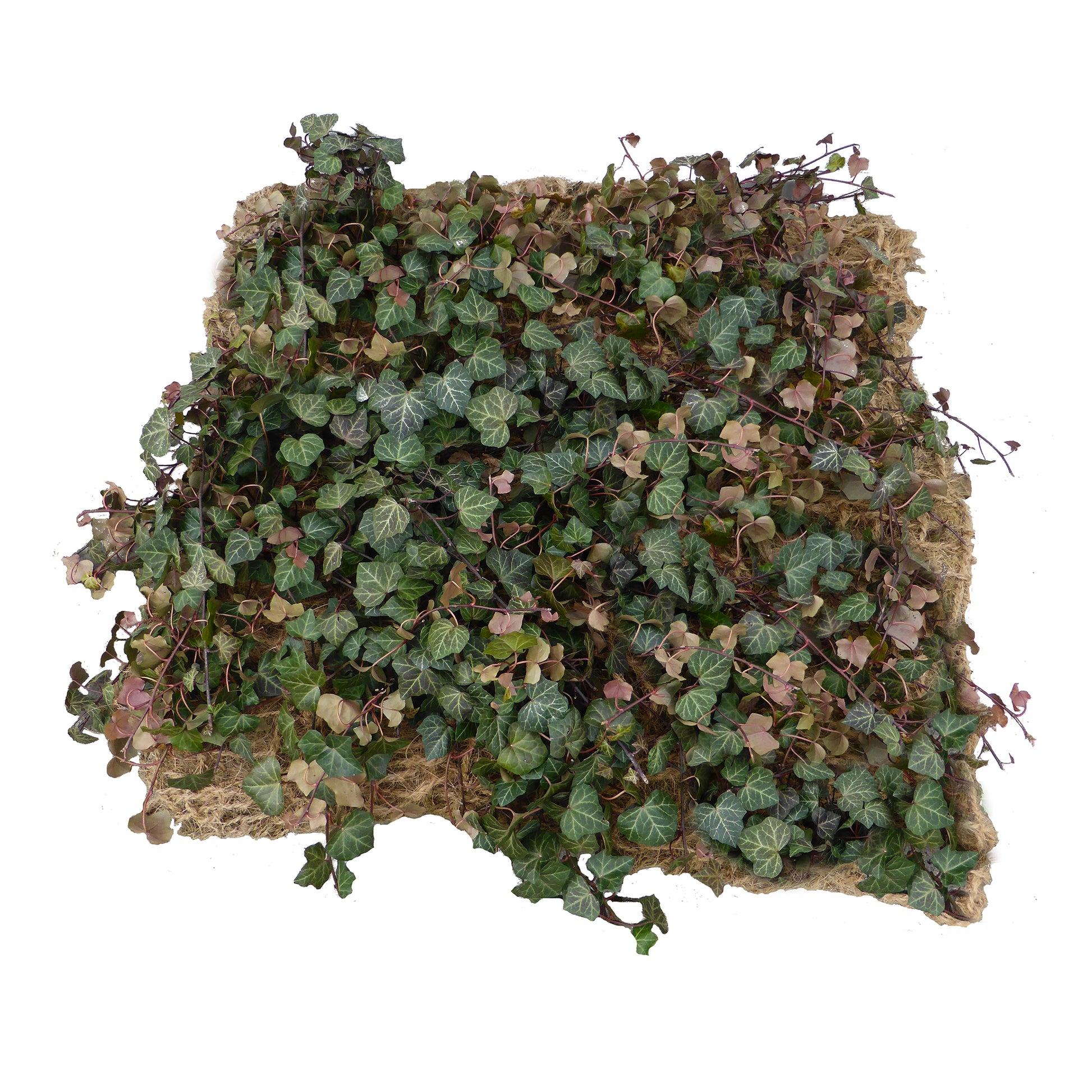 Eine Matte Bodendecker am laufenden Meter® mit Hedera helix