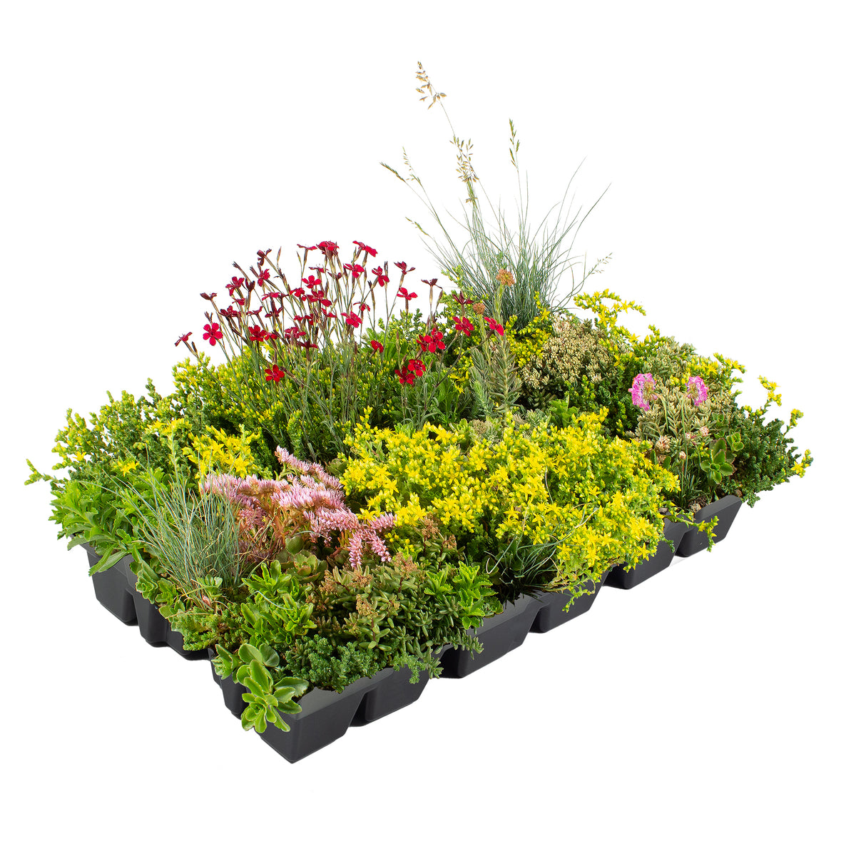 Helix GrünDach Kassette Sedum Mix mit Blühstauden