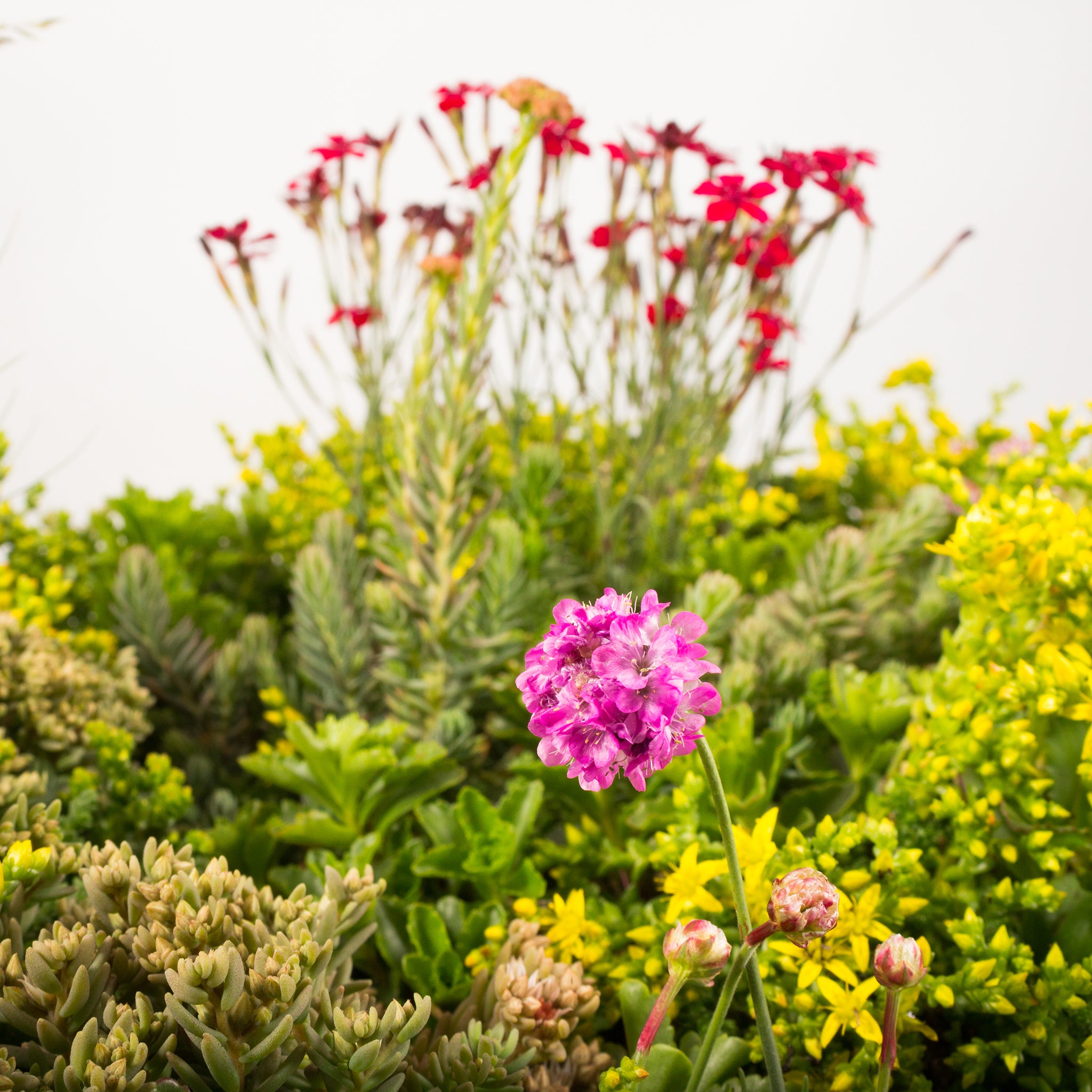 Helix® GrünDach Sedum Mix mit Blühstauden (Komplettsystem zur extensiven Dachbegrünung)