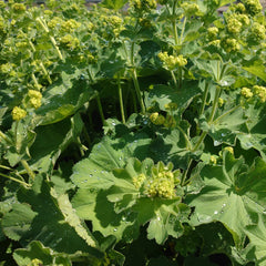 Alchemilla mollis - Frauenmantel - Set