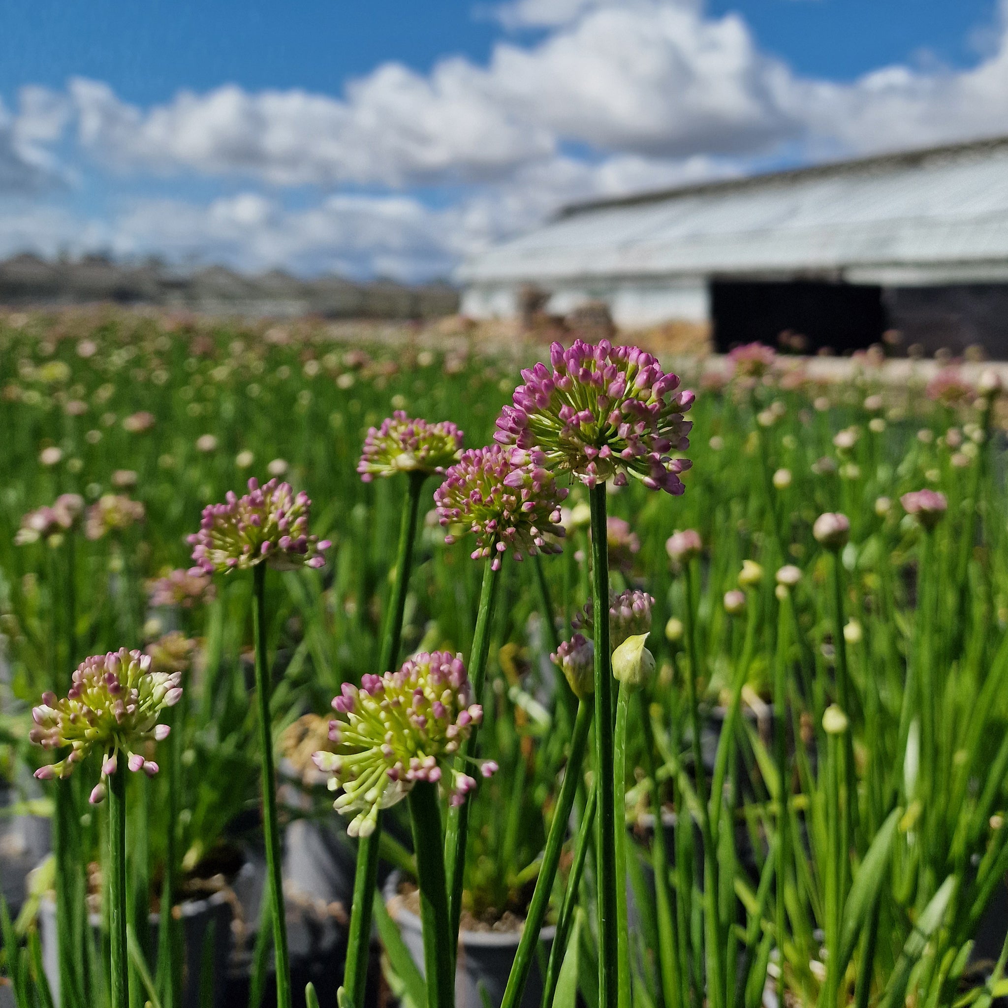 Allium senescens 'Millenium' Co. 2,0 l / 17cm - Zierlauch -2er Set