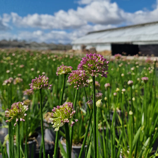 Allium senescens 'Millenium' Co. 2,0 l / 17cm - Zierlauch -2er Set