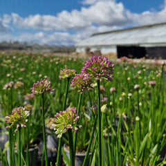 Allium senescens 'Millenium' Co. 2,0 l / 17cm - Zierlauch -2er Set