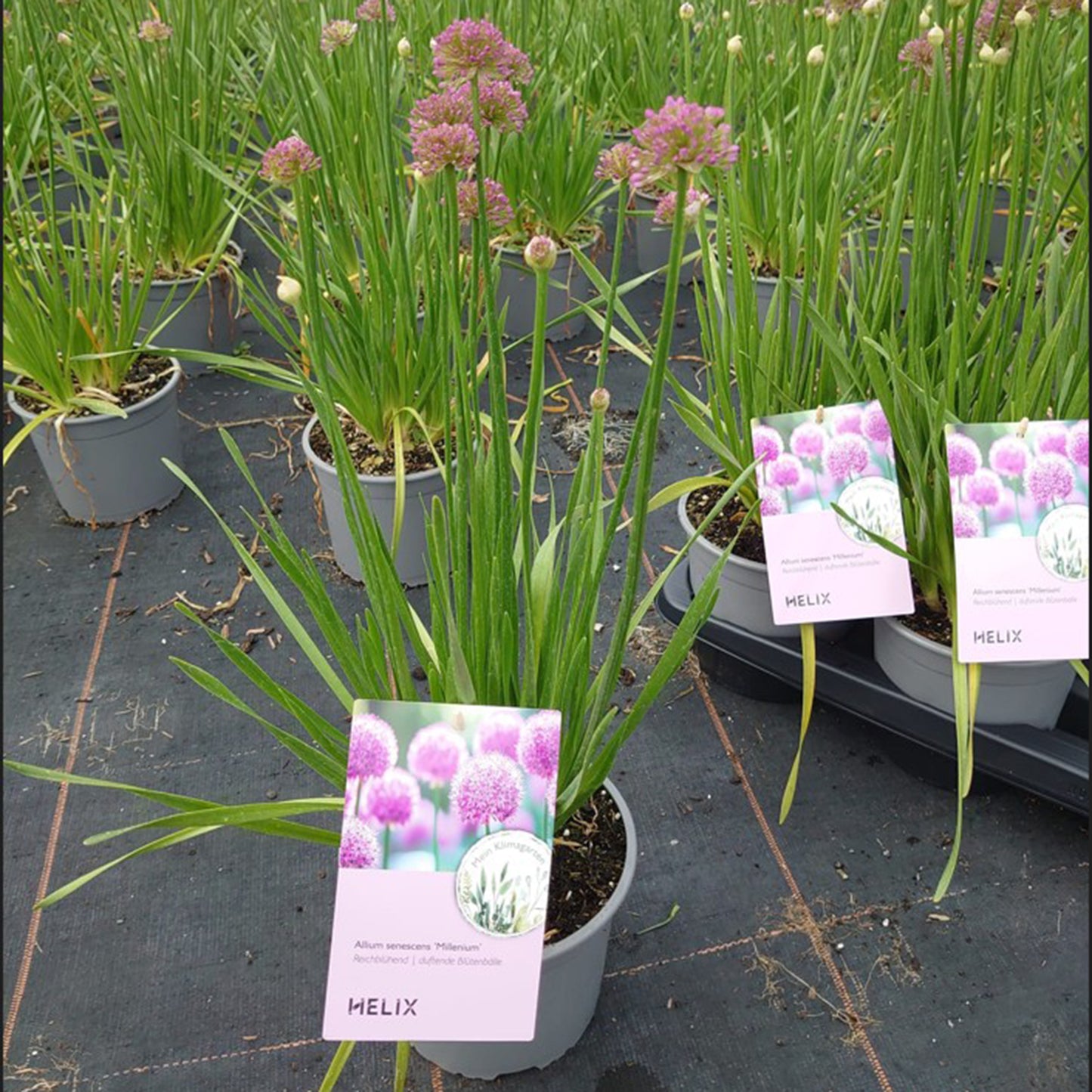 Allium senescens 'Millenium' Co. 2,0 l / 17cm - Zierlauch -2er Set