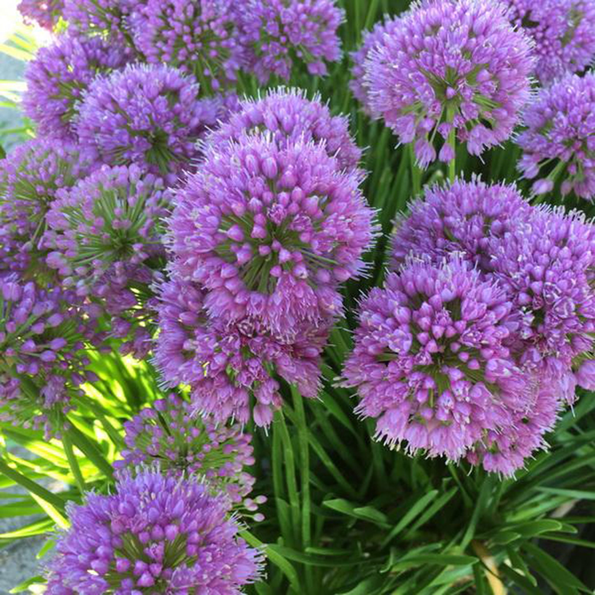 Allium senescens 'Millenium' Co. 2,0 l / 17cm - Zierlauch -2er Set