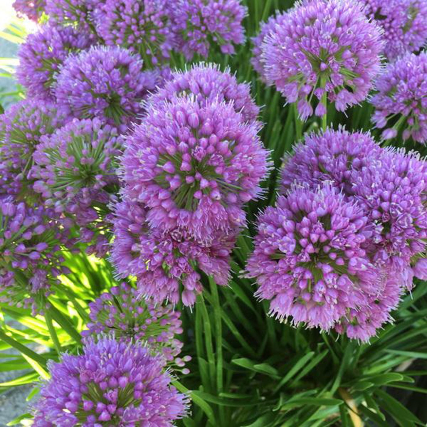 Allium senescens 'Millenium' Co. 2,0 l / 17cm - Zierlauch -2er Set