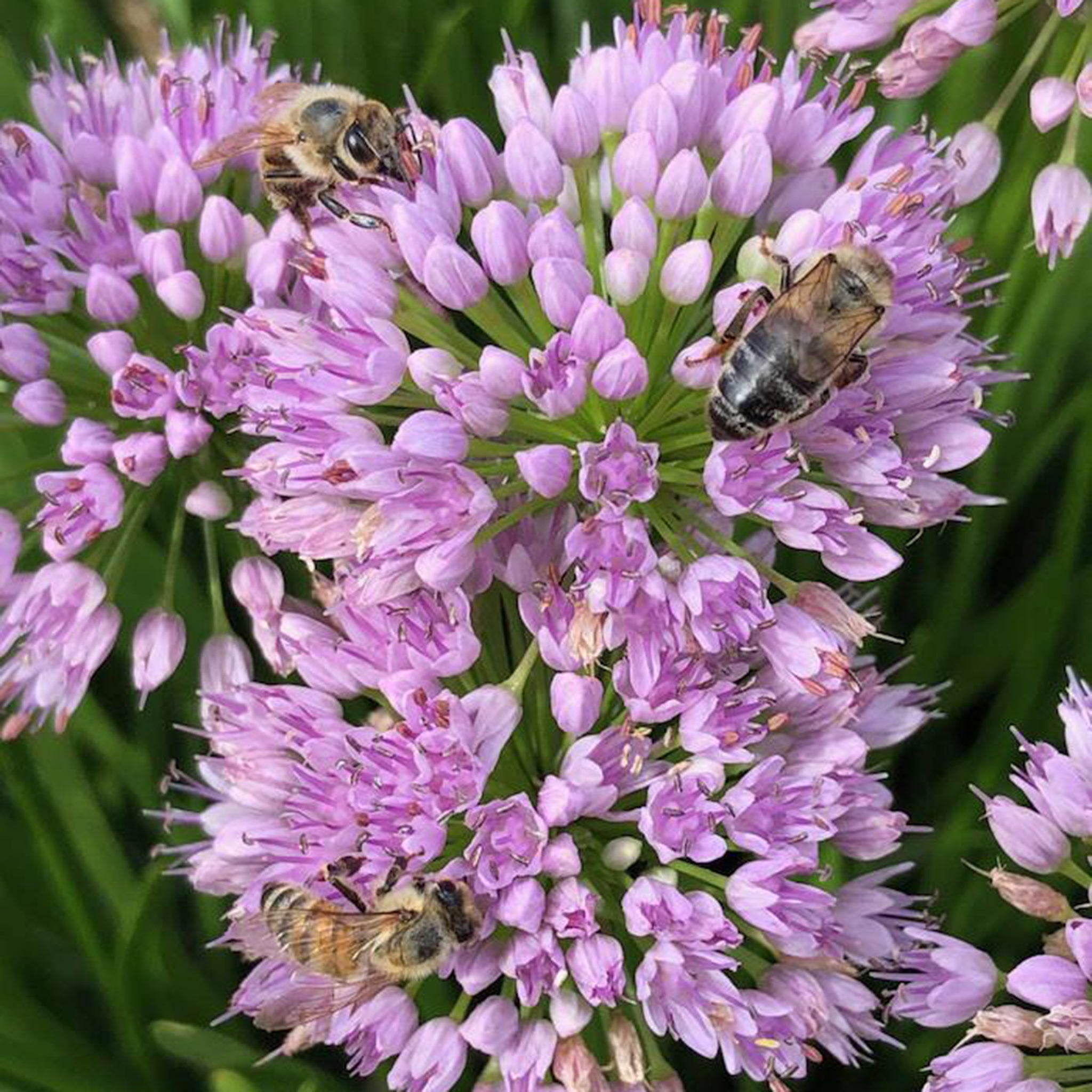 Allium senescens 'Millenium' Co. 2,0 l / 17cm - Zierlauch -2er Set