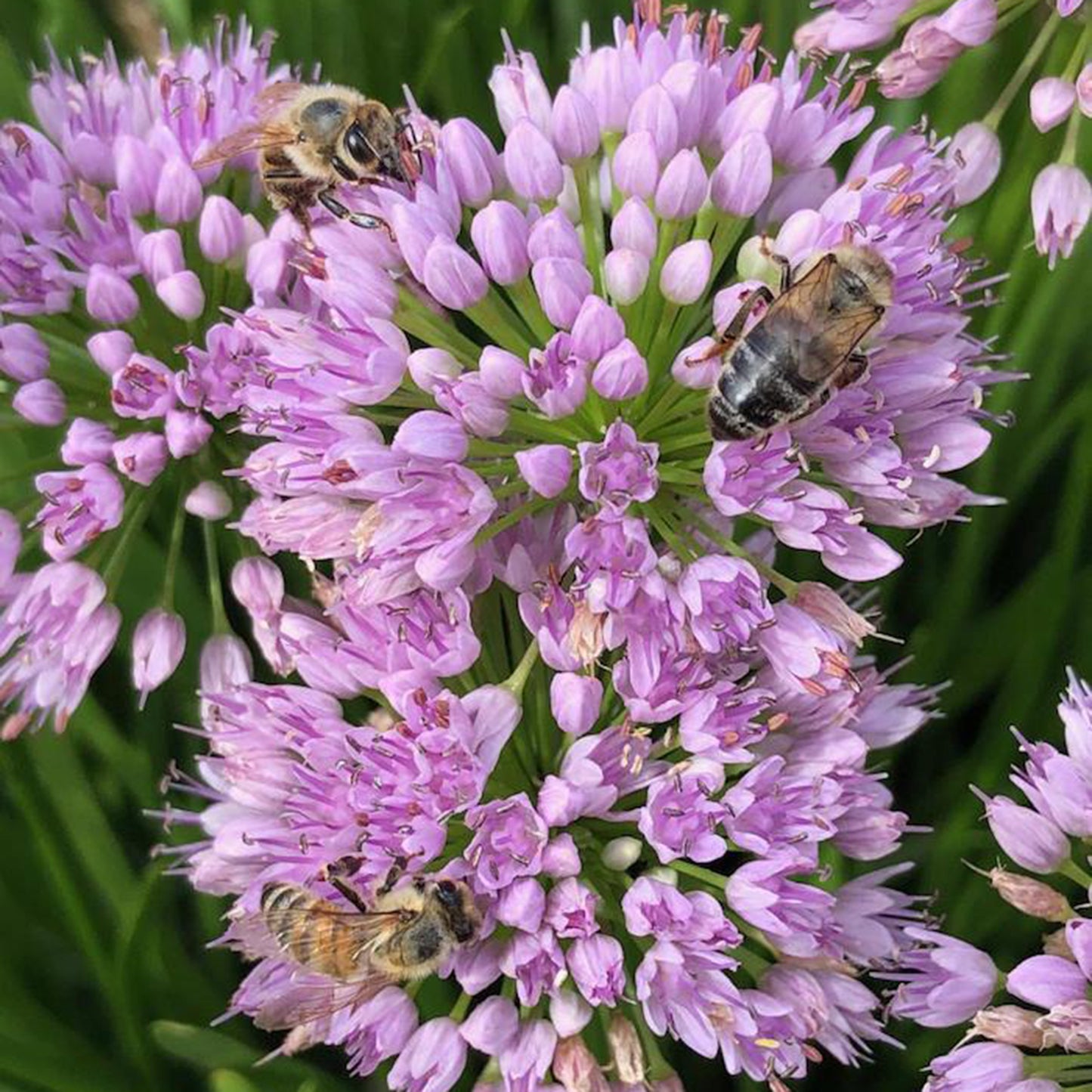 Allium senescens 'Millenium' Co. 2,0 l / 17cm - Zierlauch -2er Set