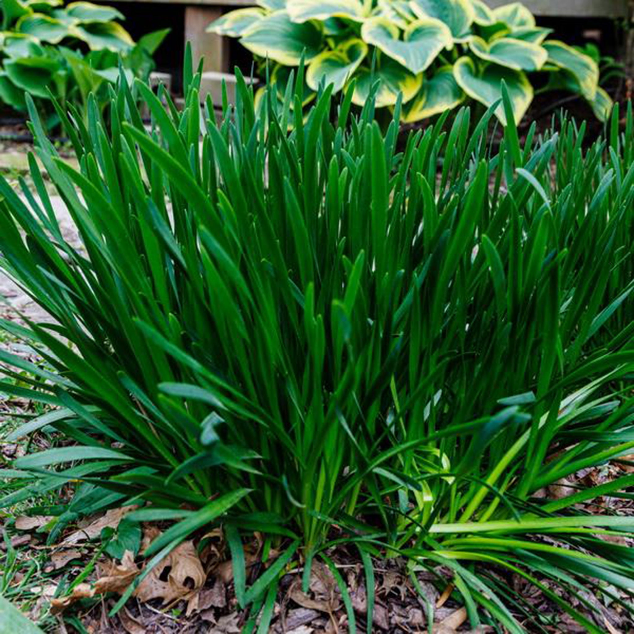 Allium senescens 'Millenium' Co. 2,0 l / 17cm - Zierlauch -2er Set