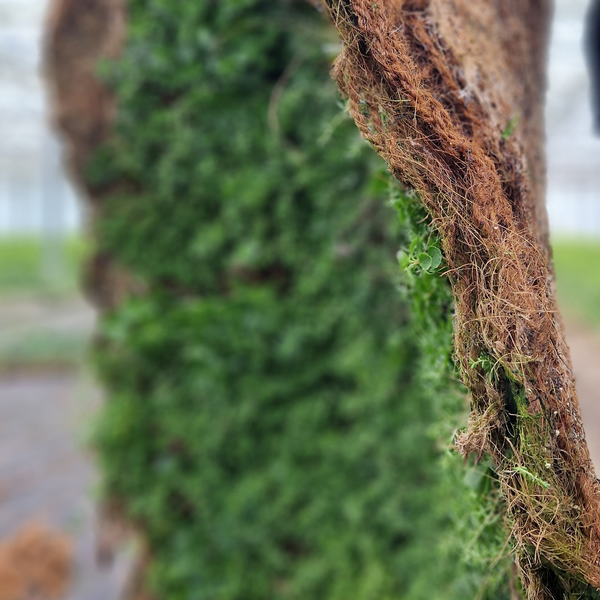 Bodendecker am laufenden Meter® Standardmatte Set - Sedum Mix