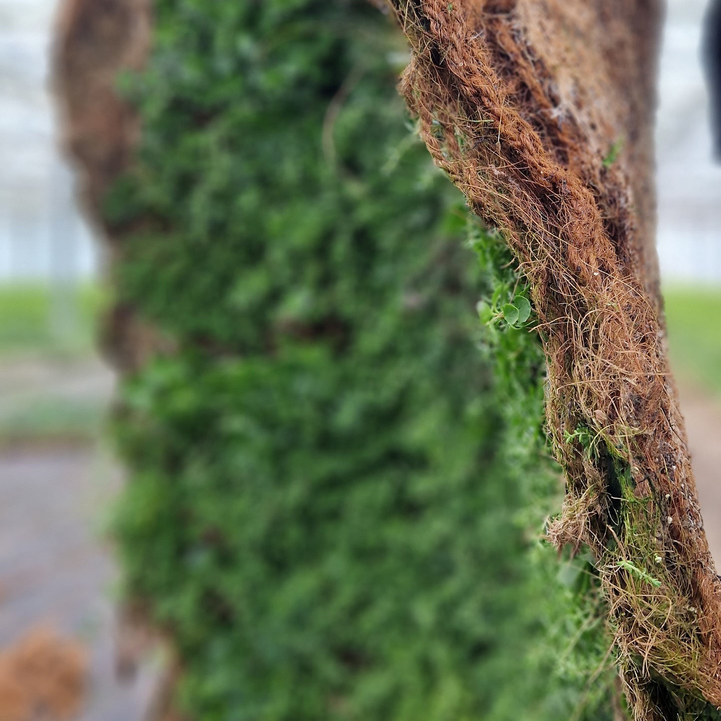 Bodendecker am laufenden Meter® Standardmatte Set - Sedum Mix