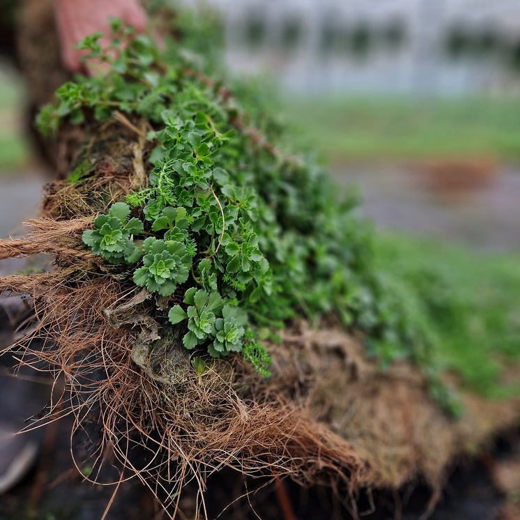 Bodendecker am laufenden Meter® mit Sedum Mix