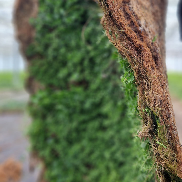 Bodendecker am laufenden Meter® mit Sedum Mix