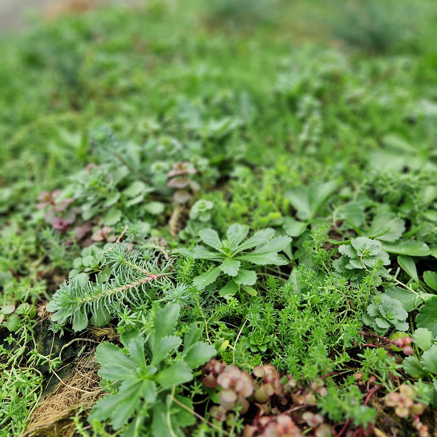 Bodendecker am laufenden Meter® Standardmatte Set - Sedum Mix