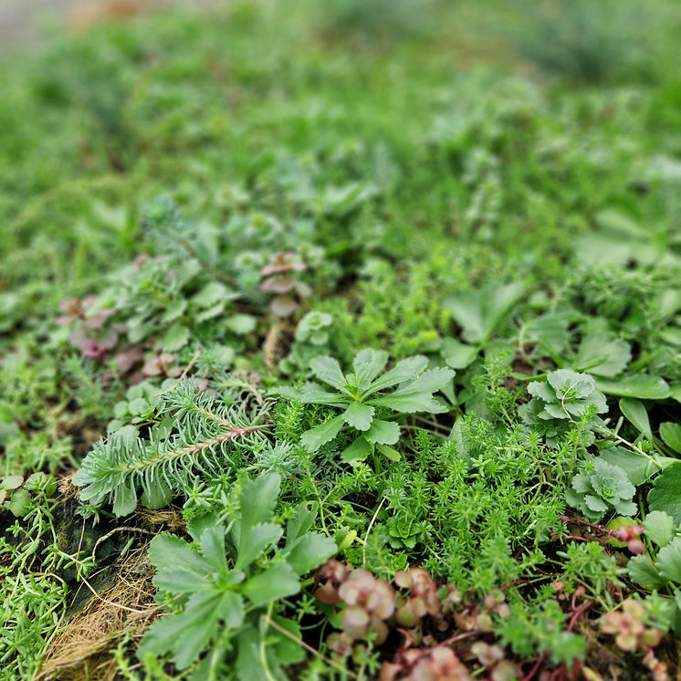 Bodendecker am laufenden Meter® mit Sedum Mix
