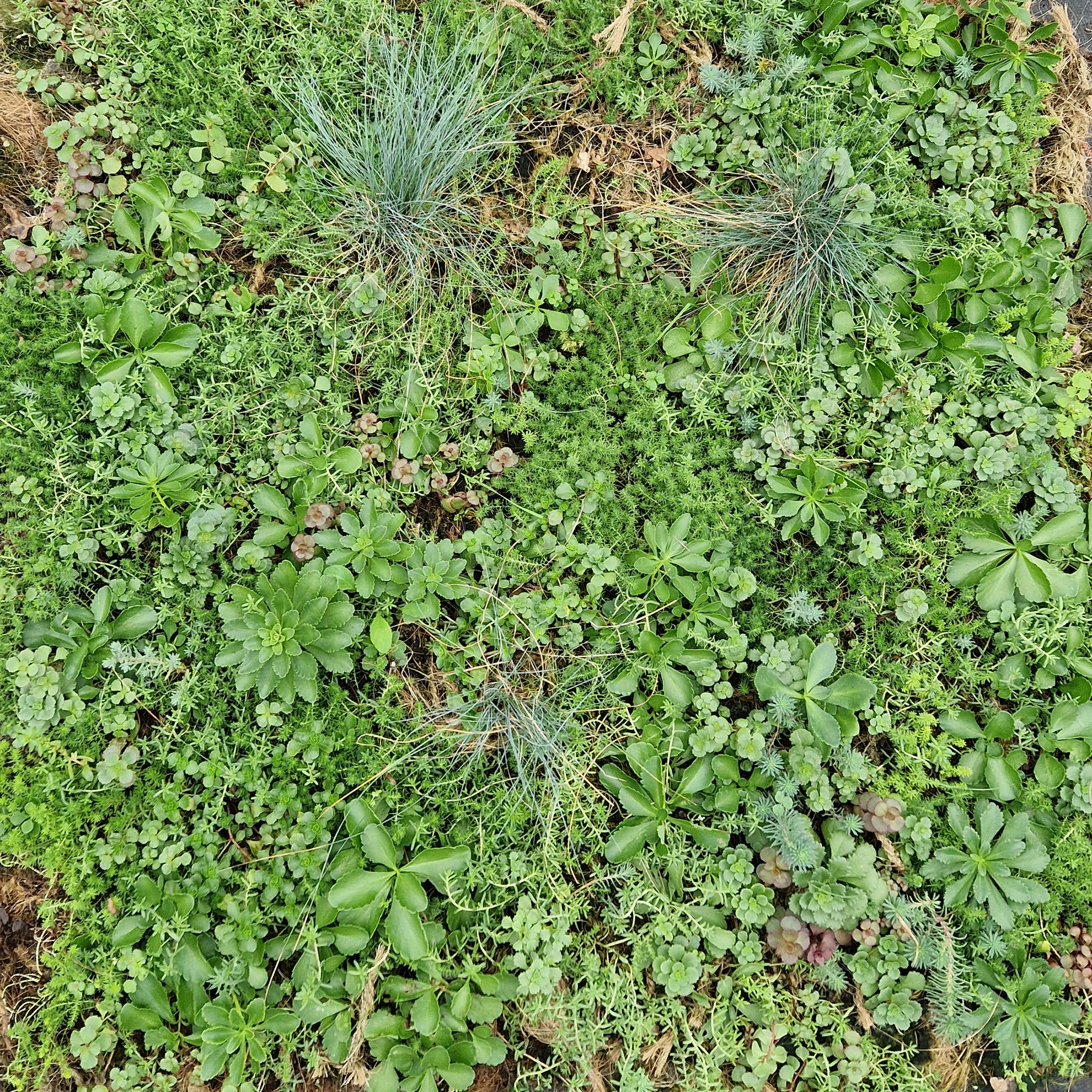 Bodendecker am laufenden Meter® Standardmatte Set - Sedum Mix