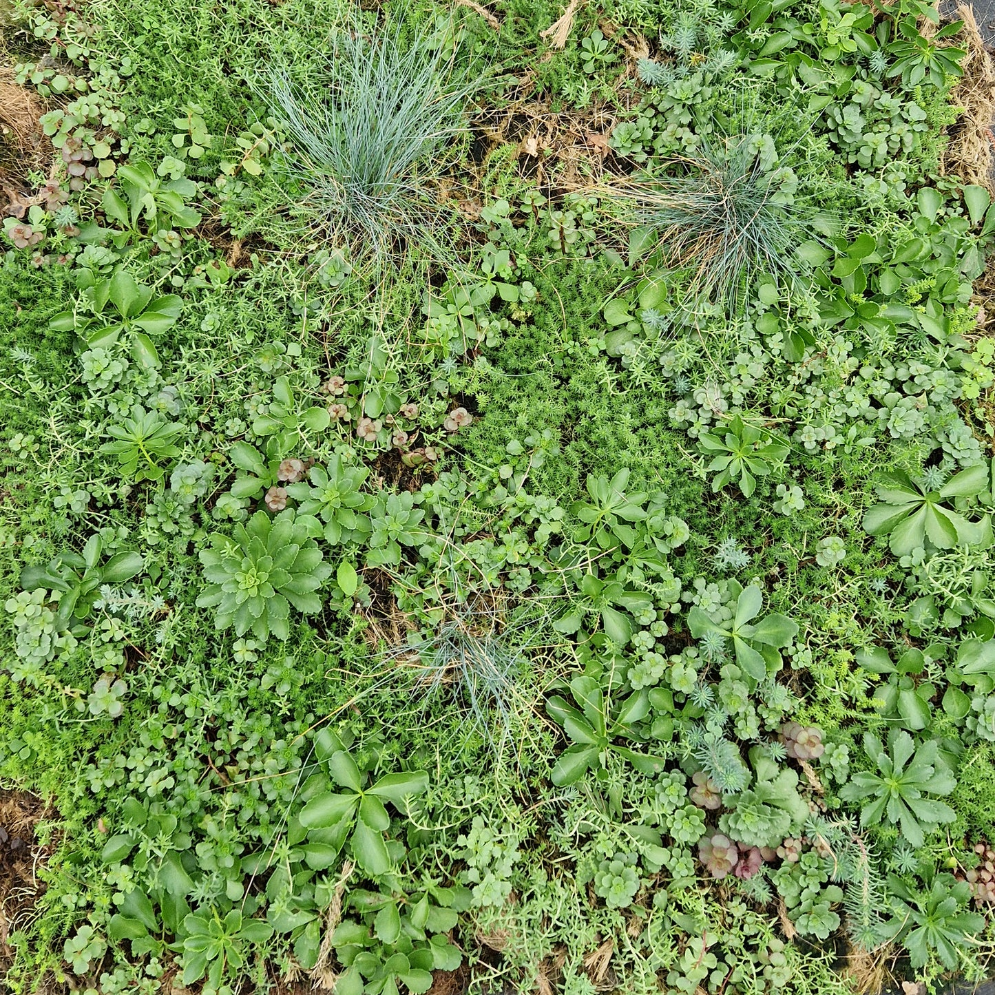 Bodendecker am laufenden Meter® Standardmatte Set - Sedum Mix