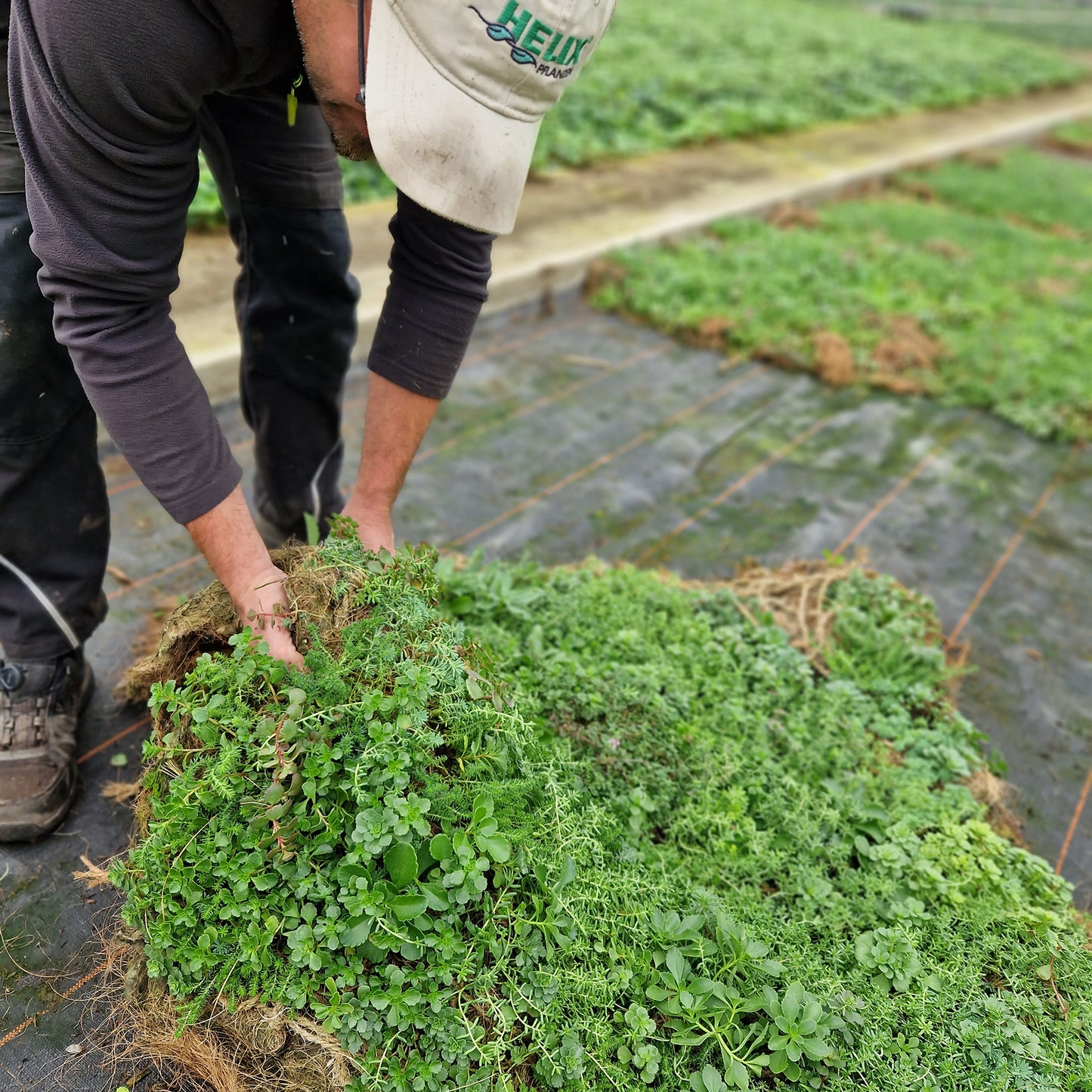 Bodendecker am laufenden Meter® Standardmatte Set - Sedum Mix