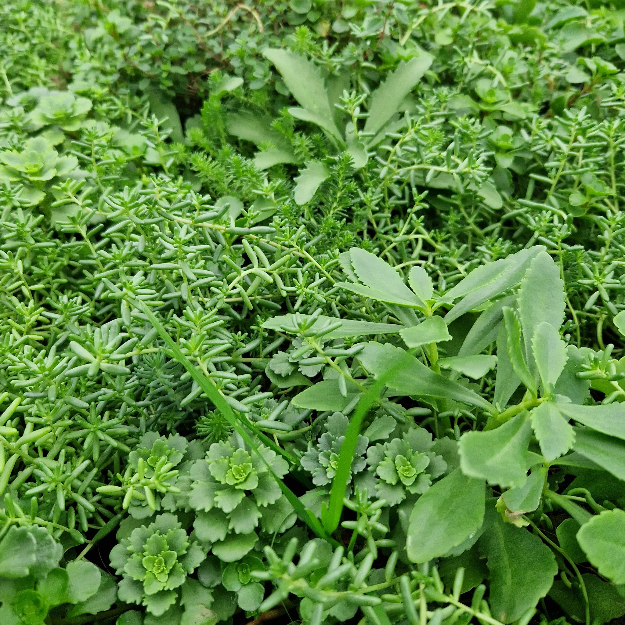 Bodendecker am laufenden Meter® mit Sedum-Mix Detail