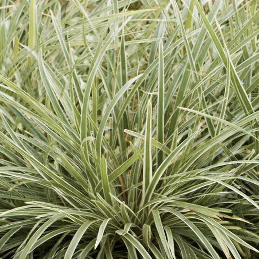 Carex morrowii 'Silver Sceptre' - Teppich-Japan-Segge - Set
