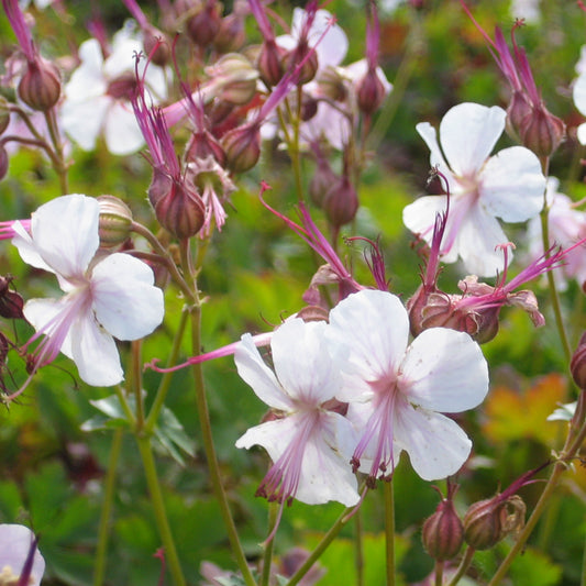 Geranium x cantabrigiense 'Biokovo' - Weißer Storchschnabel