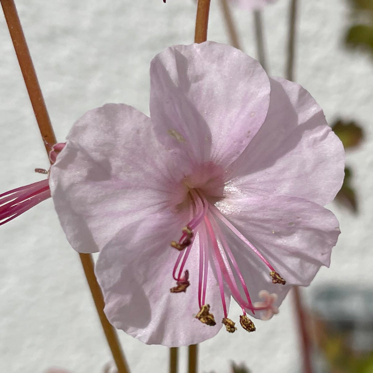 Geranium x cantabrigiense 'Biokovo' - Weißer Storchschnabel