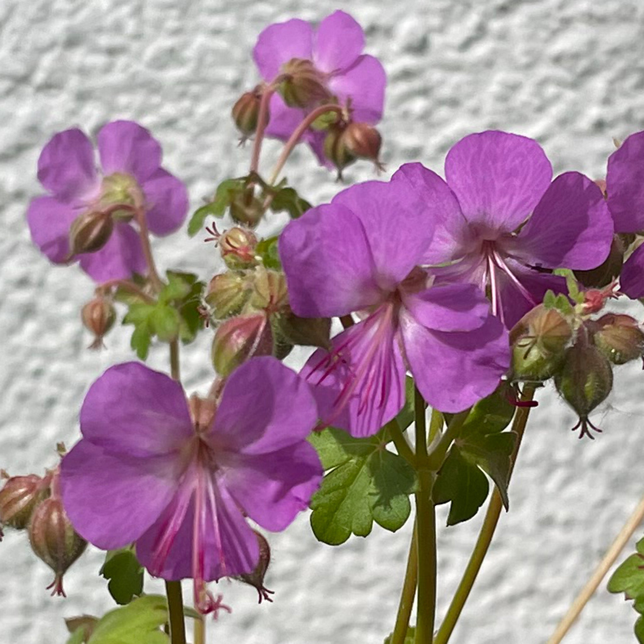 Geranium x cantabrigiense 'Cambridge' - Rosa Storchschnabel