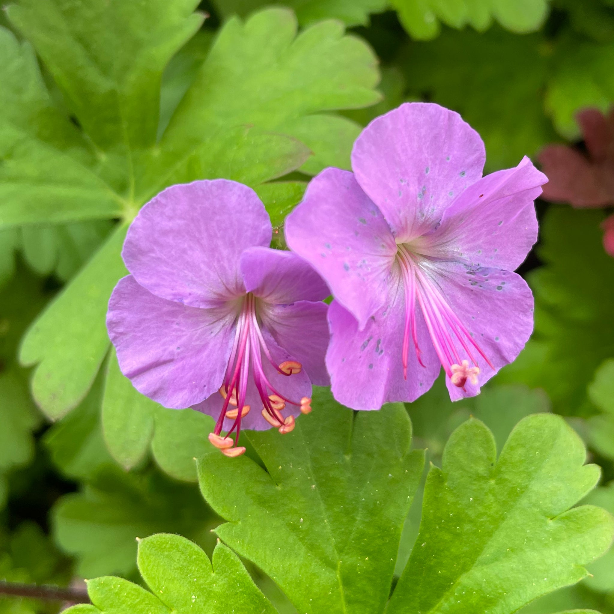 Geranium x cantabrigiense 'Cambridge' - Rosa Storchschnabel