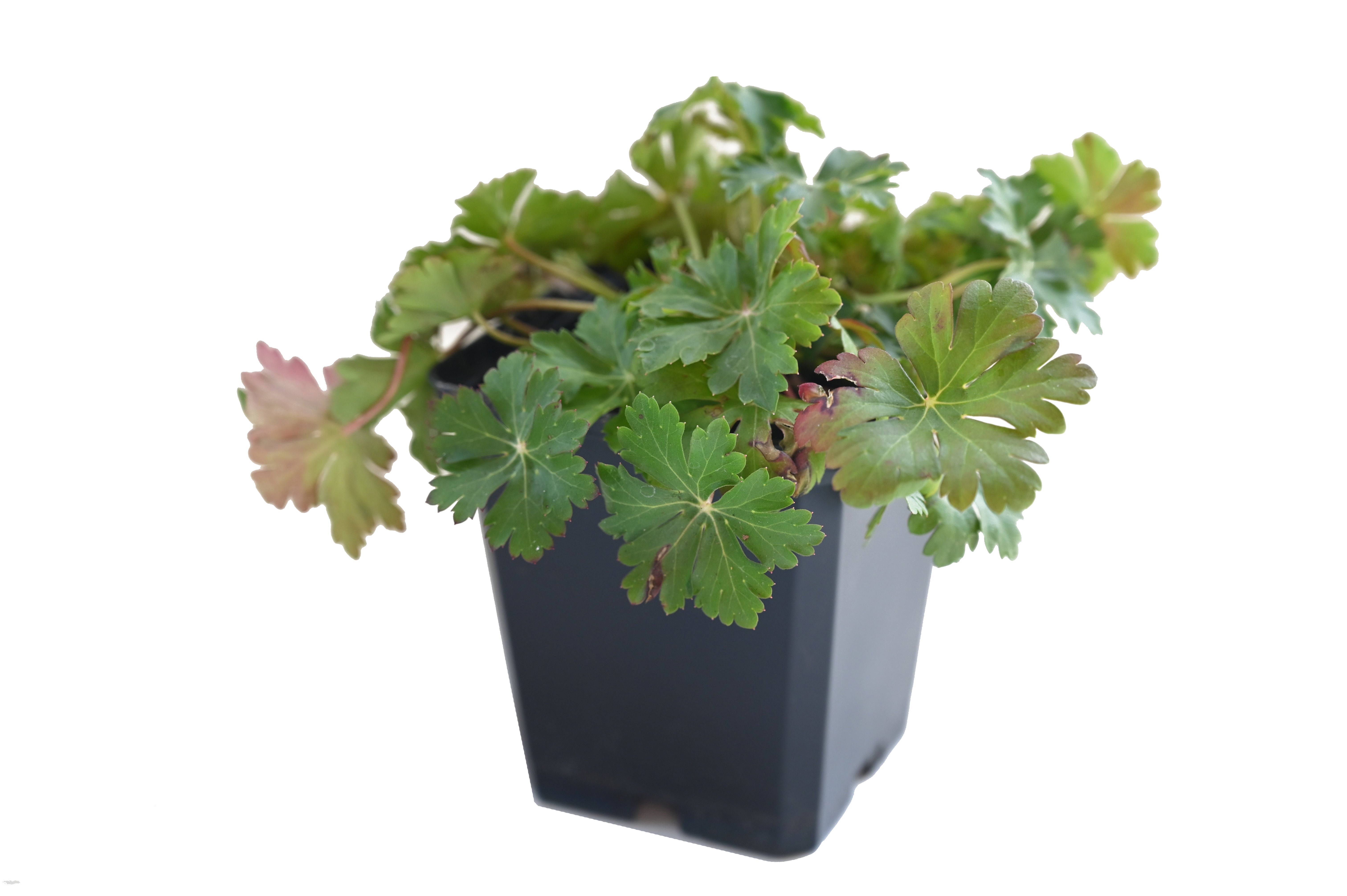 Geranium x cantabrigiense 'Biokovo' - Weißer Storchschnabel