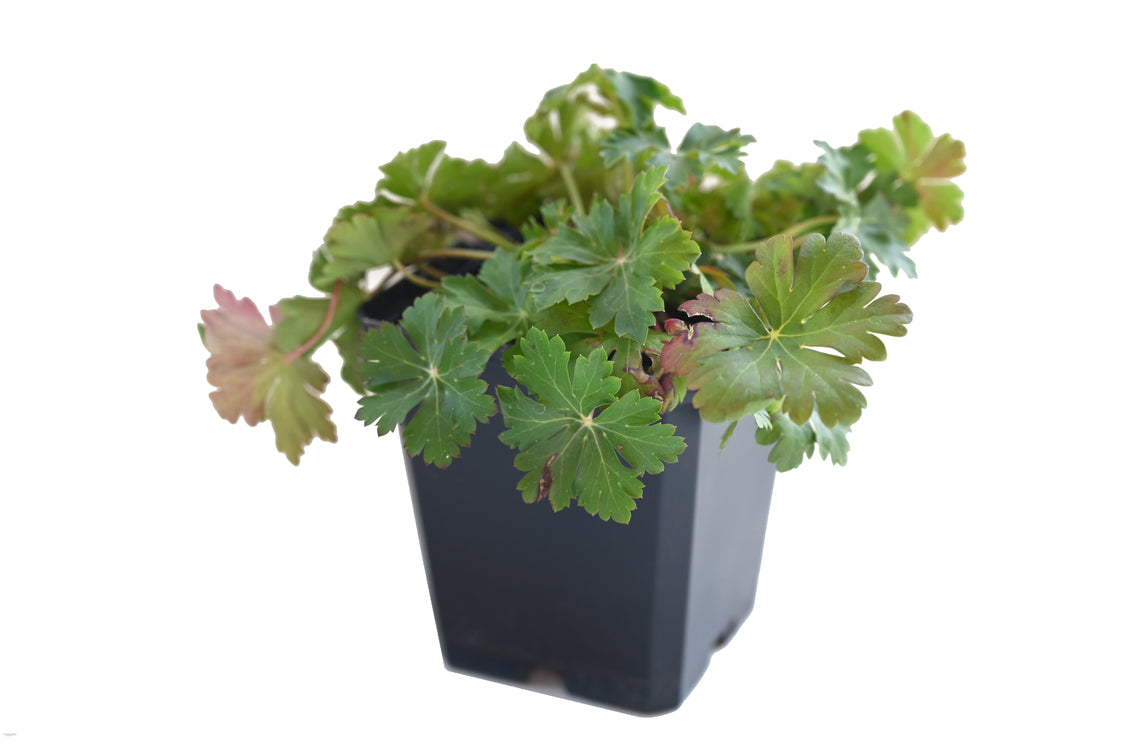 Geranium x cantabrigiense 'Biokovo' - Weißer Storchschnabel