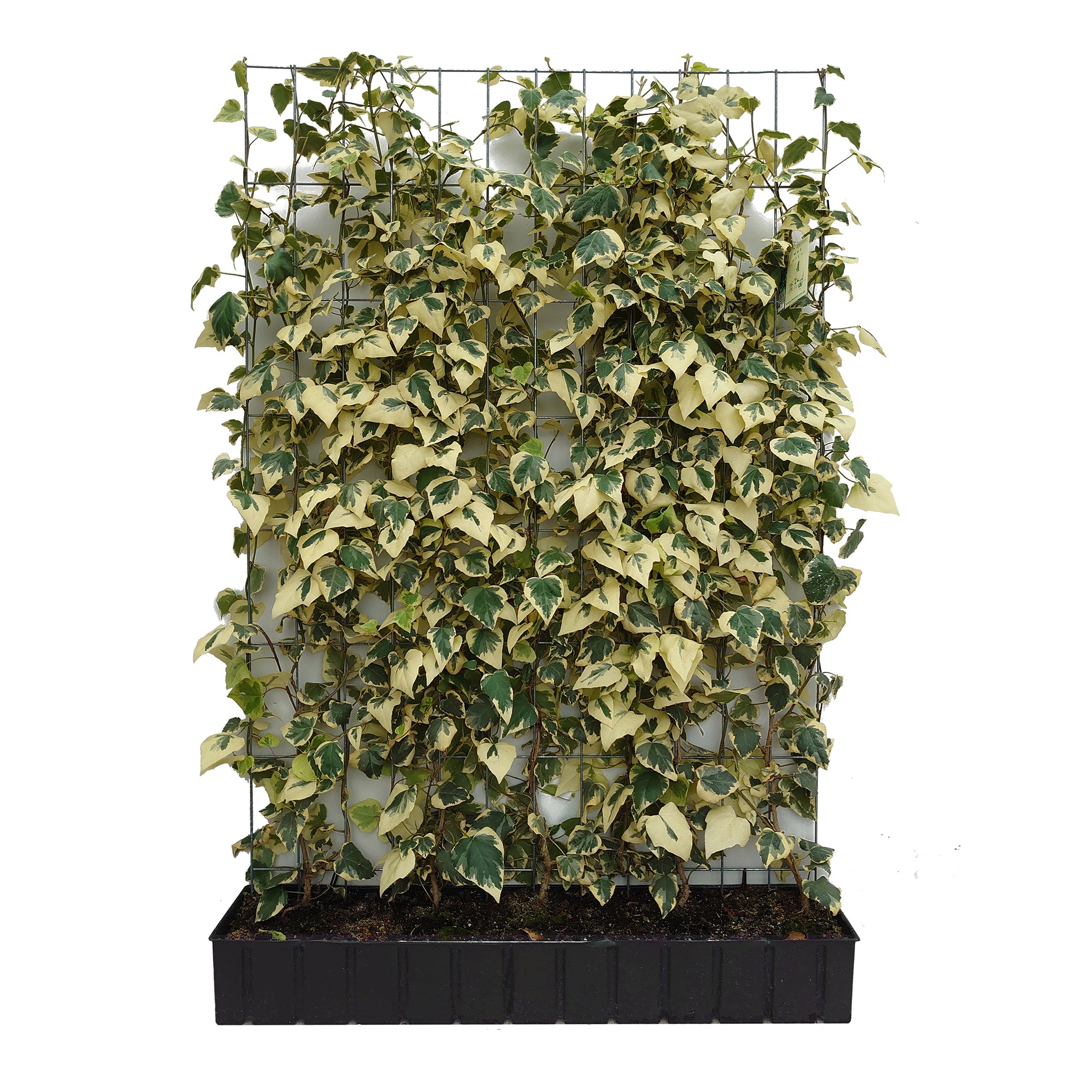 Hecke am laufenden Meter® - Hedera colchica 'Dentata Variegata' - Buntlaubiger Kaukasischer Efeu
