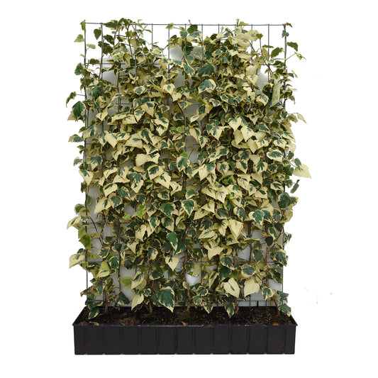 Hecke am laufenden Meter® - Hedera colchica 'Dentata Variegata' - Buntlaubiger Kaukasischer Efeu