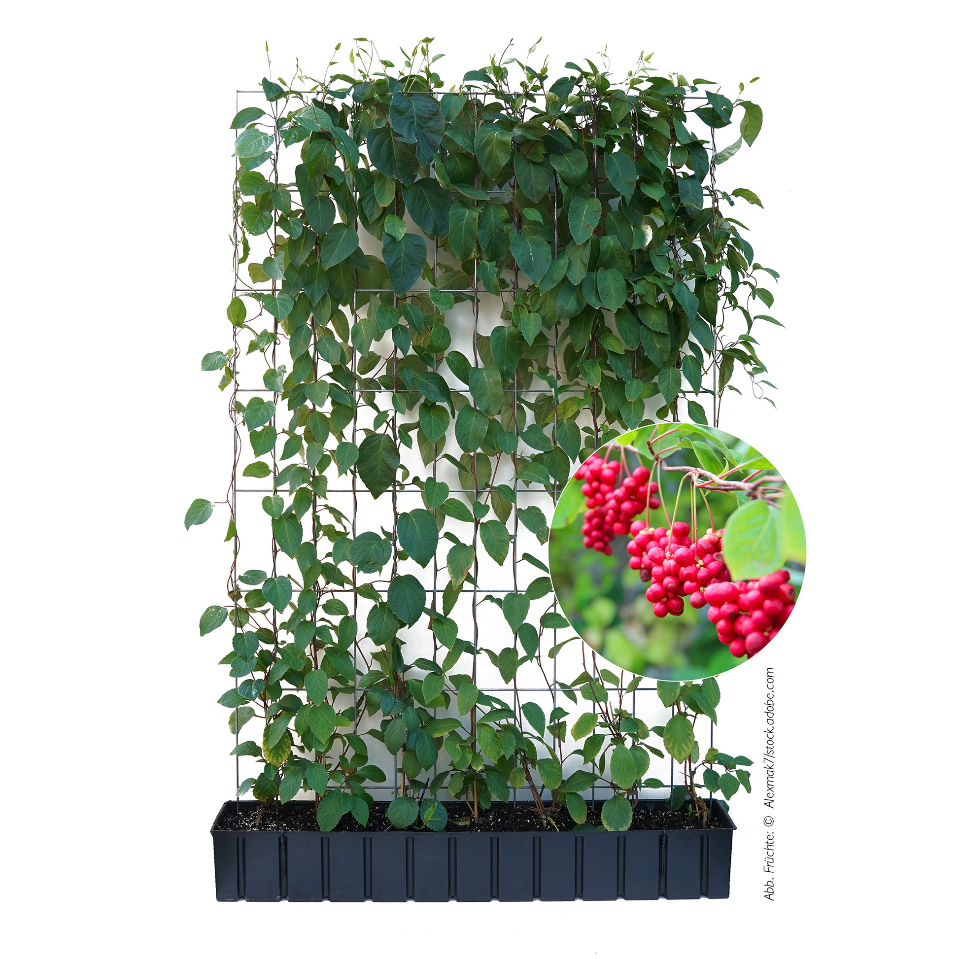 Hecke am laufenden Meter® mit Schisandra chinensis, Produktaufnahme mit Früchten. Abb. Früchte: ©Alexmak7 - Stock.adobe.com
