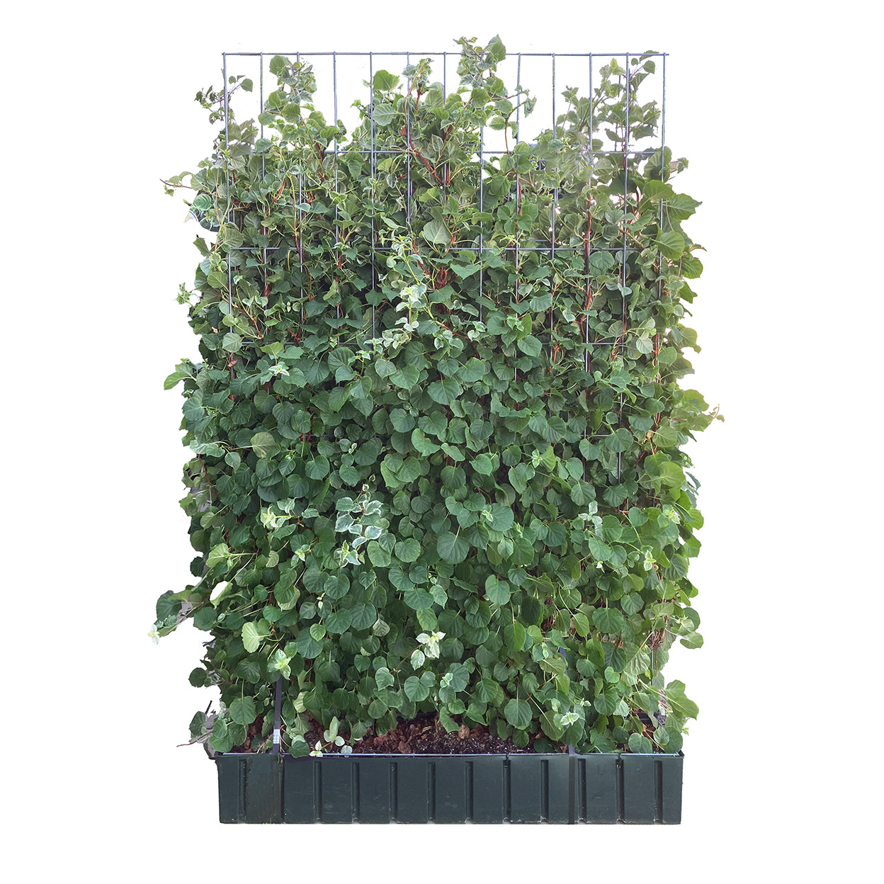 Hecke am laufenden Meter® - Hydrangea anomala (Take a chance®) - Kletterhortensie