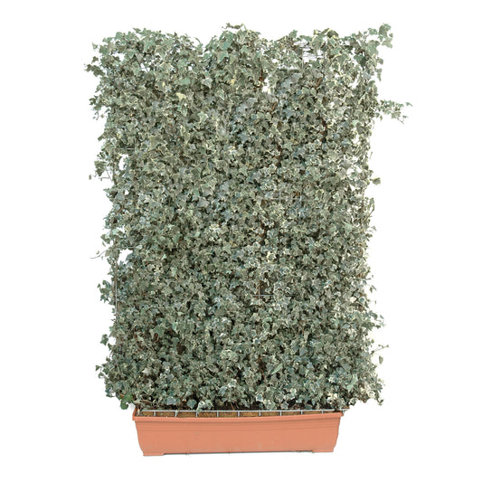Hecke am laufenden Meter® BALKON - Hedera helix - Efeu in Sorten