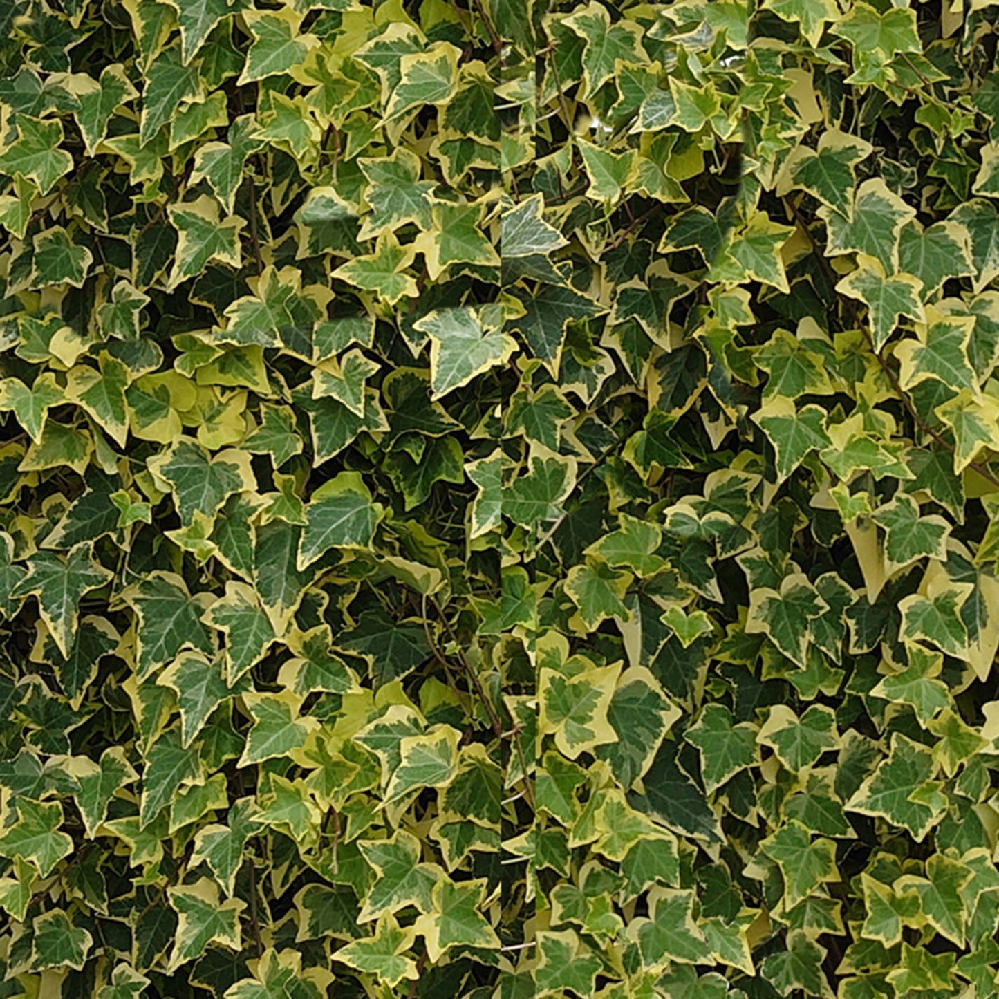 Hecke am laufenden Meter® BALKON - Hedera helix - Efeu in Sorten
