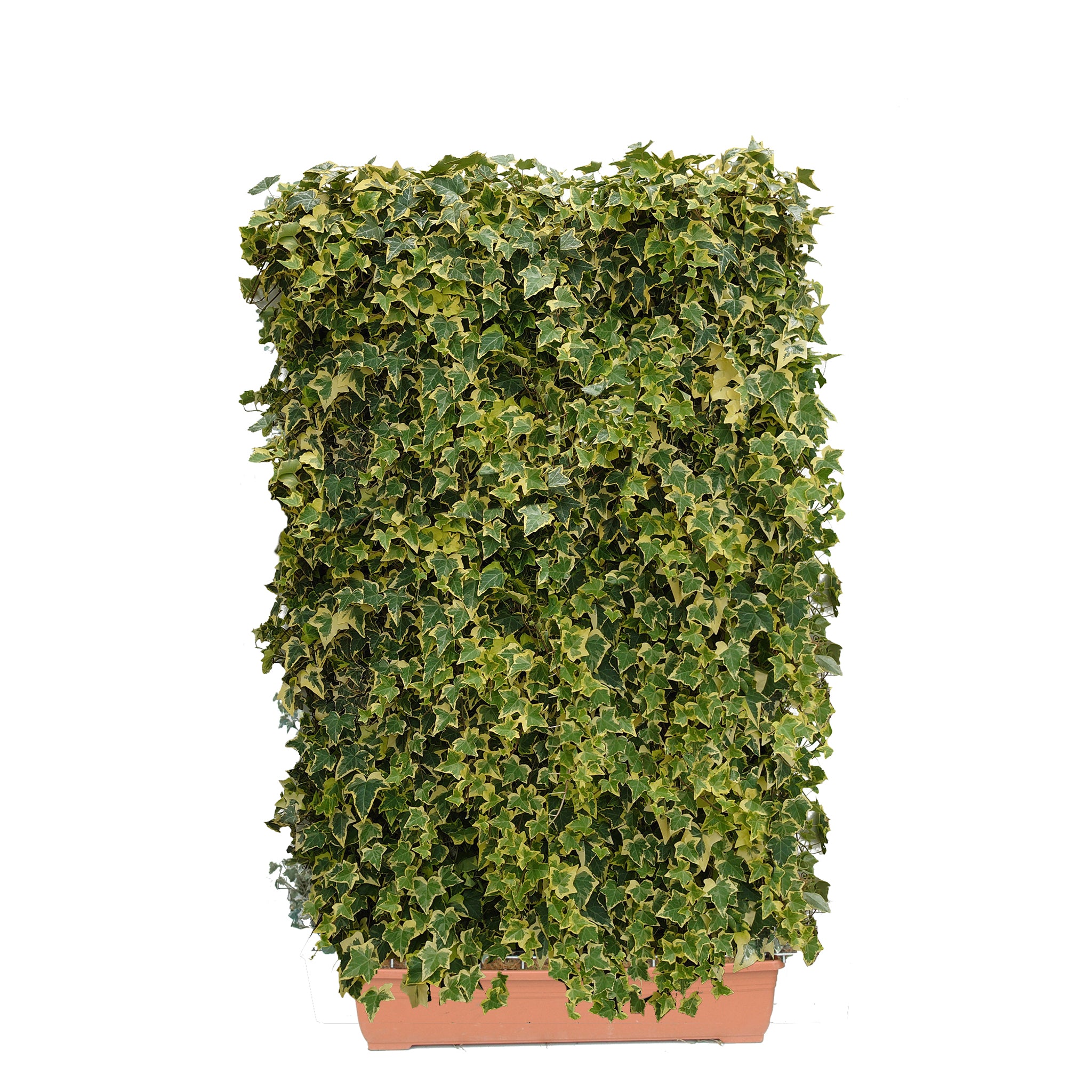 Hecke am laufenden Meter® BALKON - Hedera helix - Efeu in Sorten