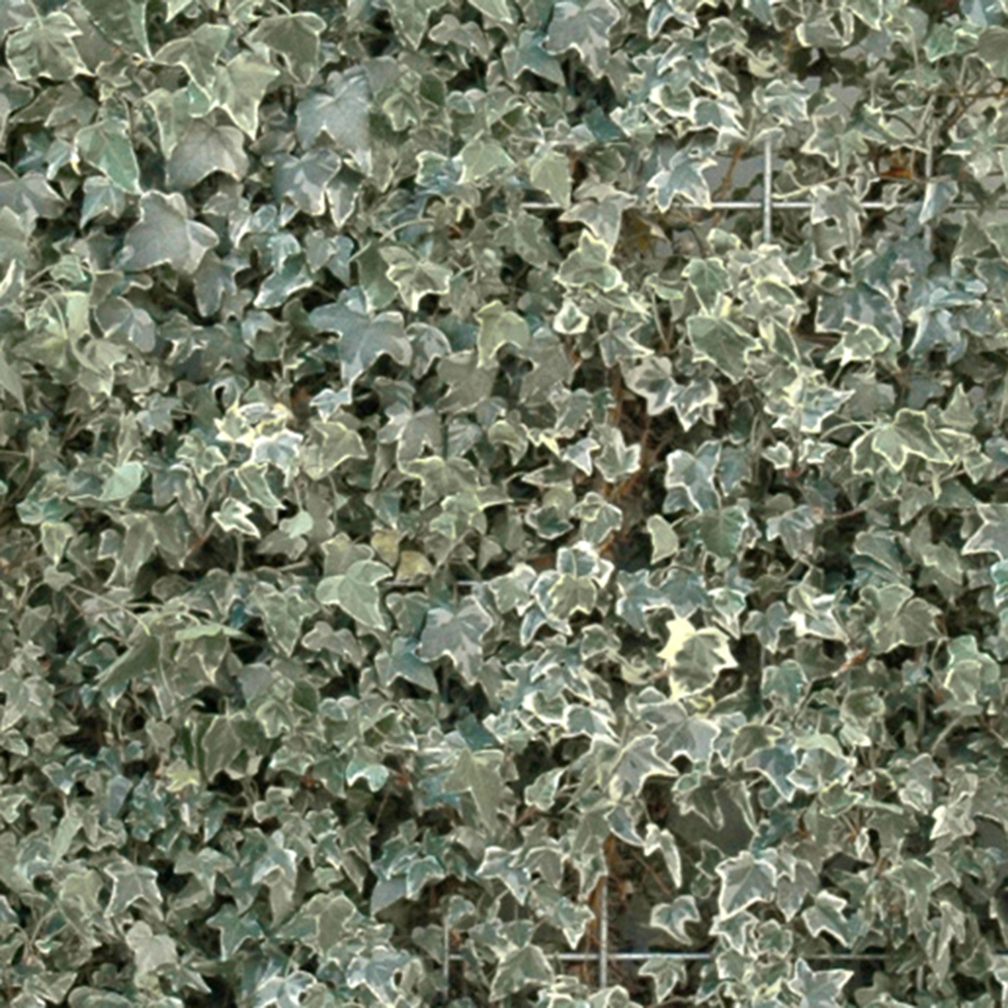 Hecke am laufenden Meter® BALKON - Hedera helix - Efeu in Sorten