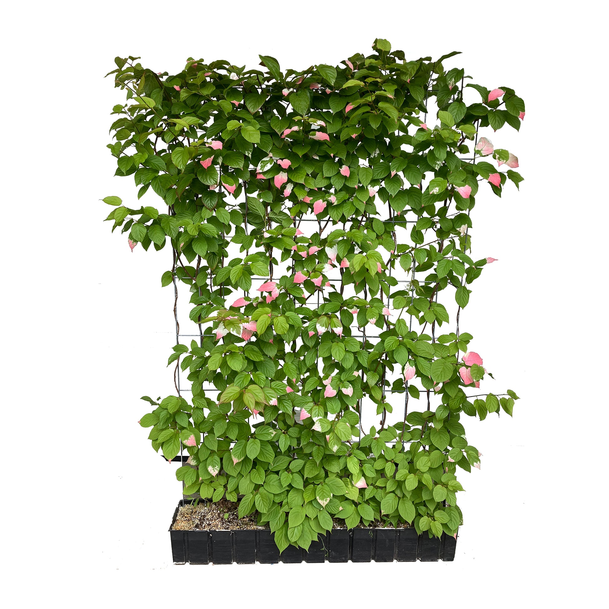 Hecke am laufenden Meter® mit Actinidia kolomikta Dr. Szymanowski, Produktabbildung