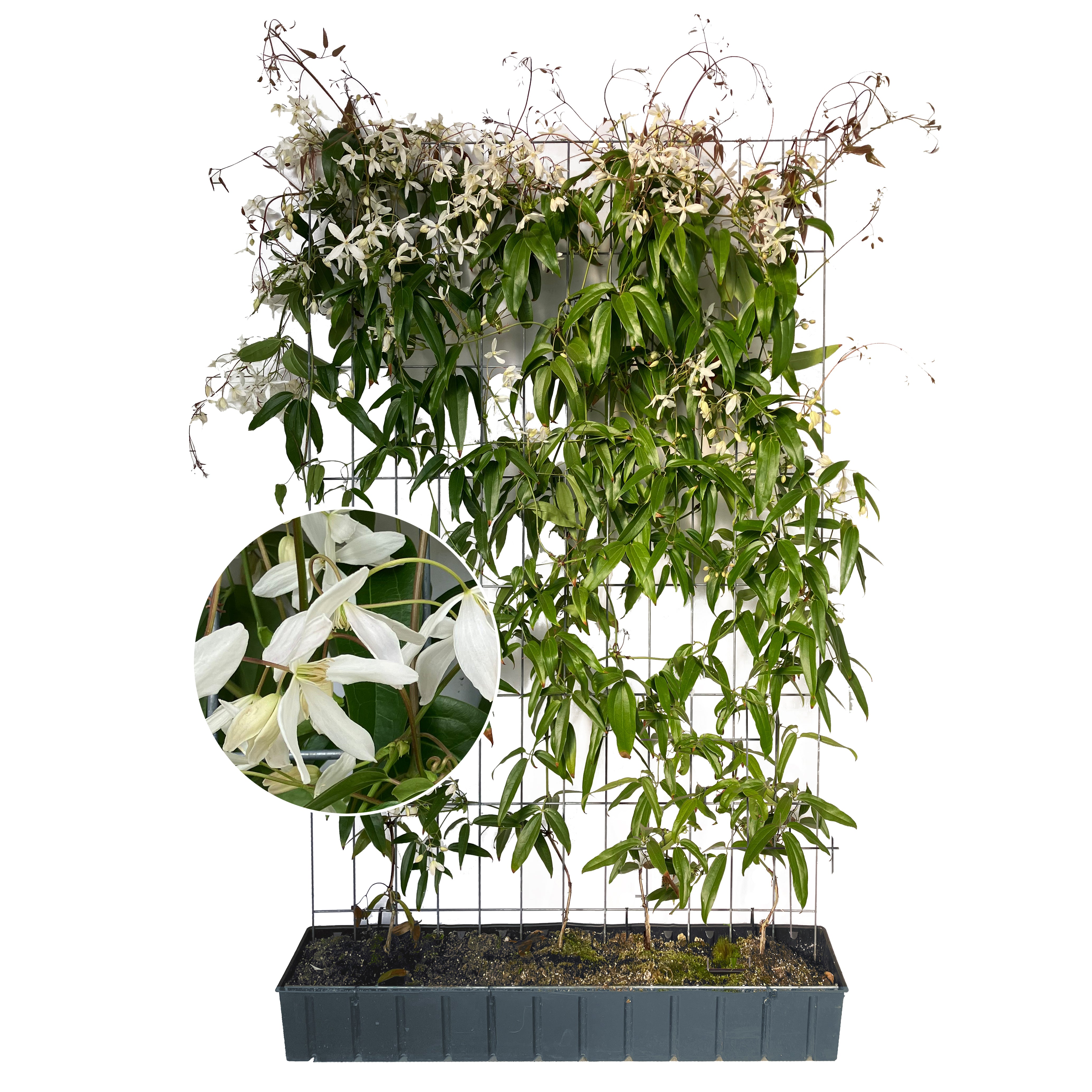 Hecke am laufenden Meter® - Clematis armandii 'Snow Drift' - Immergruene Clematis