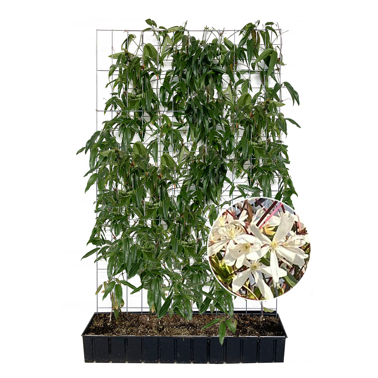 Hecke am laufenden Meter® - Clematis armandii 'Snow Drift' - Immergruene Clematis