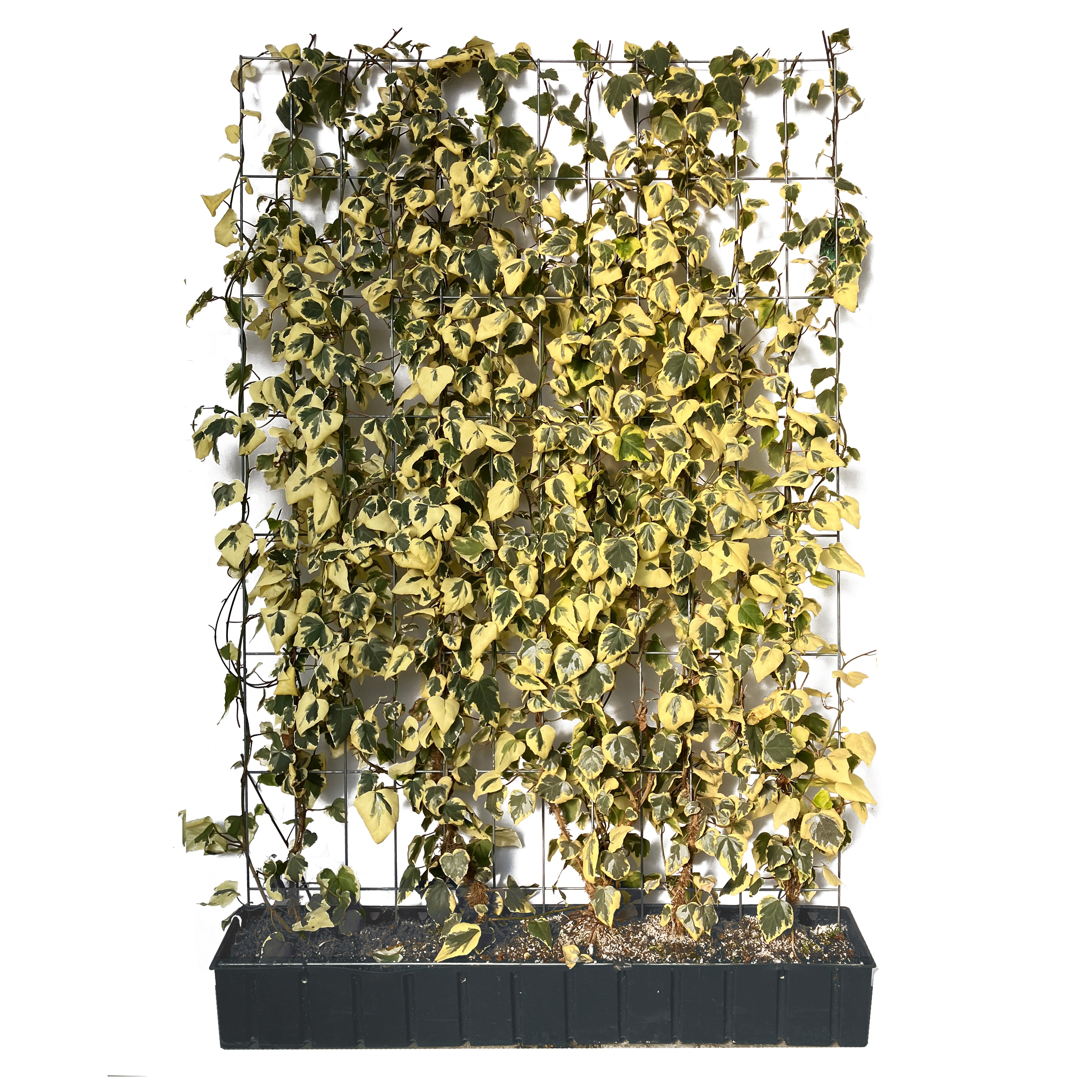 Hecke am laufenden Meter® - Hedera colchica 'Dentata Variegata' - Buntlaubiger Kaukasischer Efeu