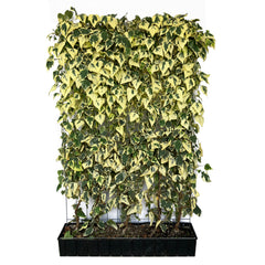 'Hecke am laufenden Meter' - Hedera colchica 'Dentata Variegata' - Buntlaubiger Kaukasischer Efeu
