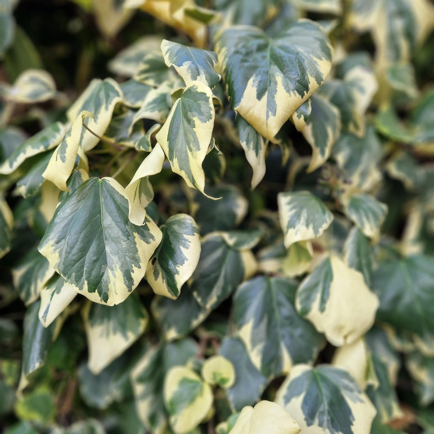 Hecke am laufenden Meter® - Hedera colchica 'Dentata Variegata' - Buntlaubiger Kaukasischer Efeu